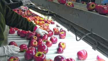 El holding está interesado en comprar peras y manzanas.