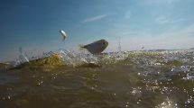 Imagen de Video: cuando los dorados atacan, es mejor mirar que pescar
