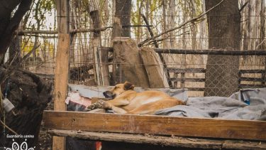 Denuncian al municipio de Cipolletti por abandonar la perrera de la Isla Jordán