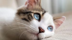 Hoy se celebra el Día Internacional del Gato