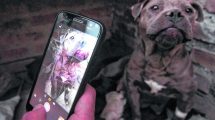 Imagen de La App para denunciar maltrato animal en Neuquén suma fotos, videos y testigos