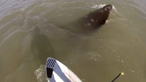 Video: remaba en Monte Hermoso, se encontró con una ballena&#8230; ¡y mirá lo que pasó!