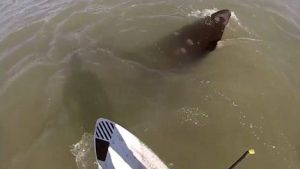 Video: remaba en Monte Hermoso, se encontró con una ballena… ¡y mirá lo que pasó!