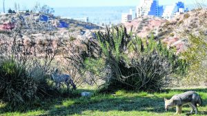 Creció la presencia de zorros grises en el visitado Parque Norte de Neuquén