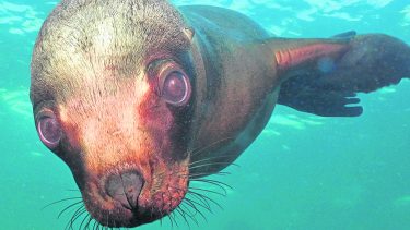 La escapada mágica: tres días en Puerto Madryn