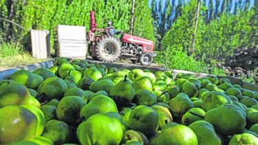 Las autoridades negaron un nuevo tipo de cambio diferencial para la soja, pero sí para las economías regionales. 