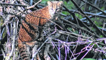 Este extraño gato salvaje sorprendió a los turistas en el Llao Llao