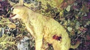 Valcheta: peleó con un puma y salvó a su perro