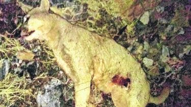 Valcheta: peleó con un puma y salvó a su perro