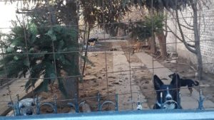 Treinta perros a la deriva tras la muerte de su dueño siguen buscando hogar