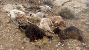 Pumas atacaron en Buta Ranquil y mataron a 40 chivas