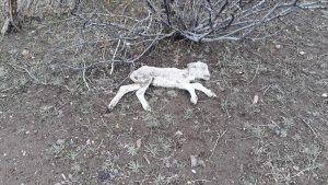 Pierden a sus animales por la construcción del Parque Eólico en Picún