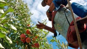 Desconocemos los trabajos que se hacen en las chacras