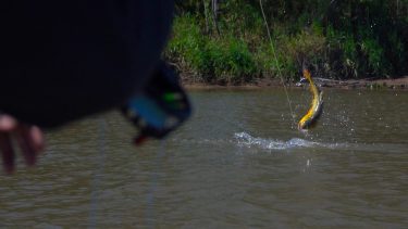 Video: el pique de este dorado te va a dar ganas de ir a pescar