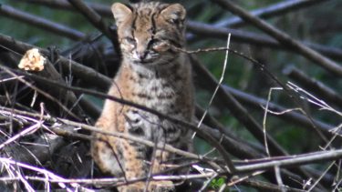 El gato salvaje encontrado en Bariloche es una especie vulnerable