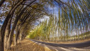 La innovación más importante puede darse en nuestras chacras