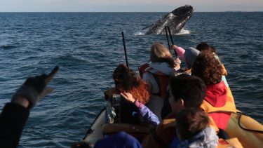 Con promo incluida quedó inaugurada la temporada de ballenas