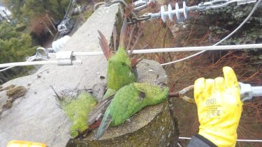 Tres loros electrocutados provocaron un corte de luz