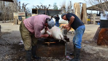 Tiempo de carneada, una tradición que se comparte  en familia en Regina