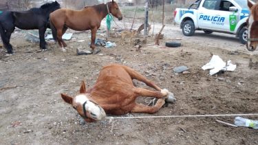 Cuatrerismo en Catriel: Los detuvieron cuando estaban por faenar caballos robados