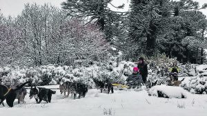 Video: mirá cómo vuelan los trineos tirados por perros en Caviahue