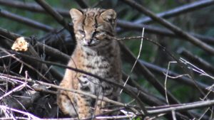 El atropellamiento de un gato huiña suma datos cruciales y evidencia su vulnerabilidad en la Patagonia