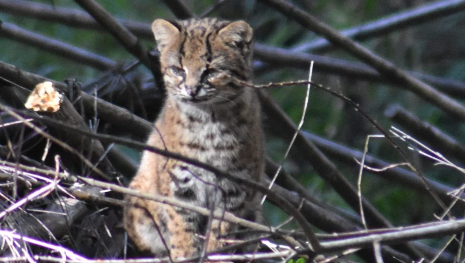 El gato huiña es de difícil avistaje pero fue retratado en el parque Llao Llao. (Gentileza Daniel Permarini)