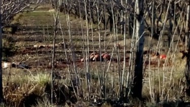 Los restos de los caballos fueron encontrados a pocos kilómetros. (foto: gentileza)
