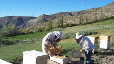 Apicultores de todo el país se reunirán en Fernández Oro