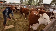 Imagen de La Expo Rural Ganadera del Alto Valle ya tiene fecha