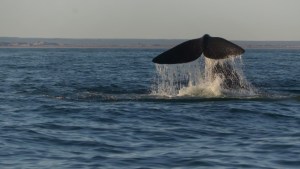 Promocionan el avistaje de ballenas en Las Grutas