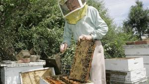Presentan curso sobre apicultura en el Valle Inferior