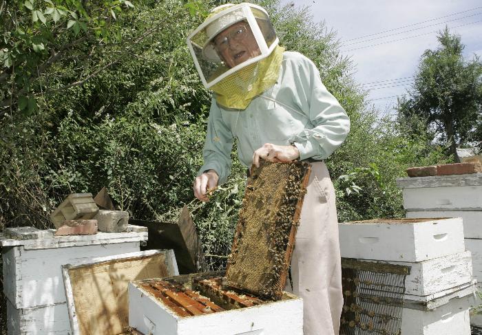 APICULTURA-ABEJAS 02