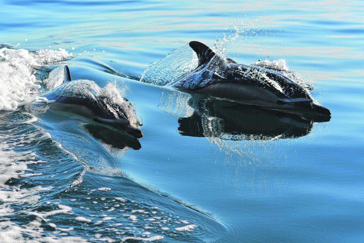 Curiosos y juguetones. Así describe a los delfines.  