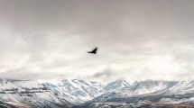 Imagen de Norte neuquino: viaje a la tierra del cóndor