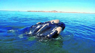 Mirá la reacción de estos turistas cuando una ballena los sorprendió