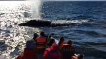 Imagen de Dos encuentros cercanos con ballenas que no olvidaron jamás
