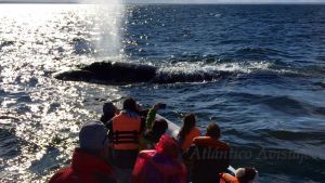 Dos encuentros cercanos con ballenas que no olvidaron jamás