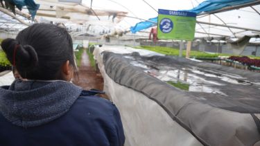 El invernadero donde producen con el sistema de hidroponía acumuló una fuerte deuda por el aumento desmedido de la energía. (Foto: Yamil Regules)