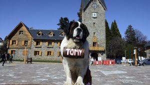 Un video viral reaviva la polémica por las fotos con perros San Bernardo en Bariloche