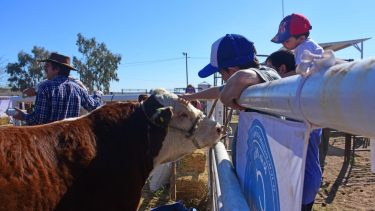 Los animales de excelente genética son la atracción de chicos y grandes en la Expo Rural. (Archivo Andrés Maripe)
