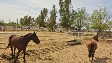 - Los animales serán una de las principales atracciones de la Expo Rural del Alto Valle.- (Foto: Gonzalo Maldonado)