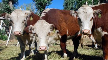 La sequía afectó en este último tiempo la hacienda en la Provincia. Foto: archivo.