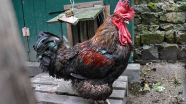 Un gallo ganó un juicio en Francia: puede seguir cantando