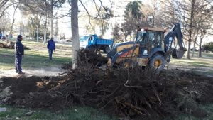 Roca: reemplazarán los árboles secos de la plaza San Martín