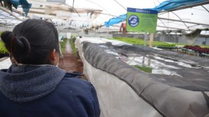 La tarifa eléctrica hace tambalear a los productores tecnificados