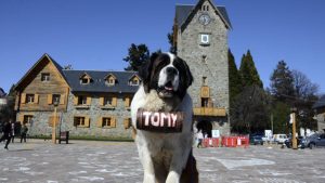 Fotógrafos de perros San Bernardo dan pelea para seguir en Bariloche