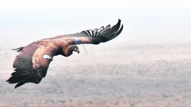 Seis cóndores regresaron a la naturaleza desde Pailemán