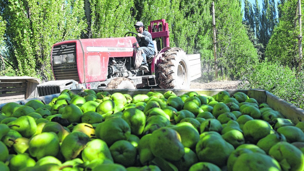 Cristian López, gerente de Patagonia Norte, aseguró en RÍO NEGRO RADIO: “Este año volveremos a exportar la fruta del Alto Valle al mercado ruso, nuestro principal comprador”. Foto: Archivo. 