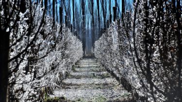 Productores en alerta: ¿qué costos tiene reducir los daños de las heladas?